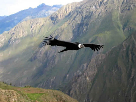 Colca-El vuelo del Condor