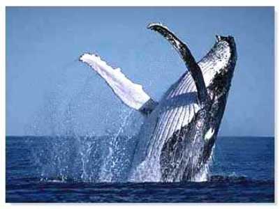 Avistamiento de ballenas en el Perú