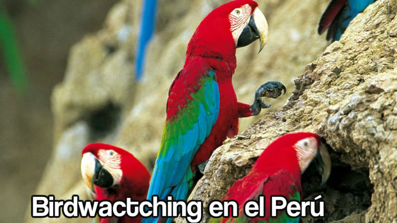 5 Lugares para el Birdwactching en el Perú