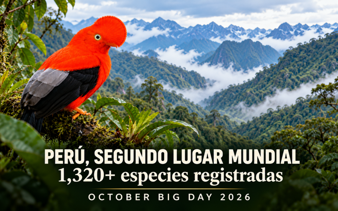 October Big Day 2026 en Perú: segundo lugar mundial con más de 1,320 especies de aves